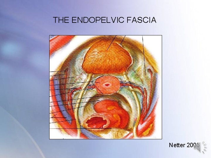 THE ENDOPELVIC FASCIA Netter 2006 THE ENDOPELVIC FASCIA Netter 2006