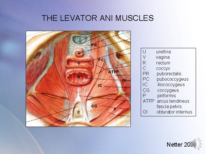 THE LEVATOR ANI MUSCLES PR U PC V ATFP R OI IC CG THE LEVATOR ANI MUSCLES PR U PC V ATFP R OI IC CG