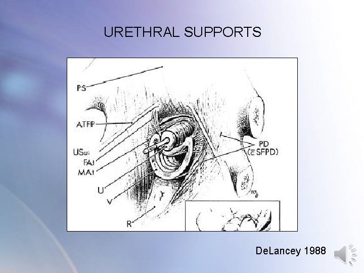 THE PELVIC FLOOR ANATOMY FUNCTION AND CLINICAL INTEGRATION