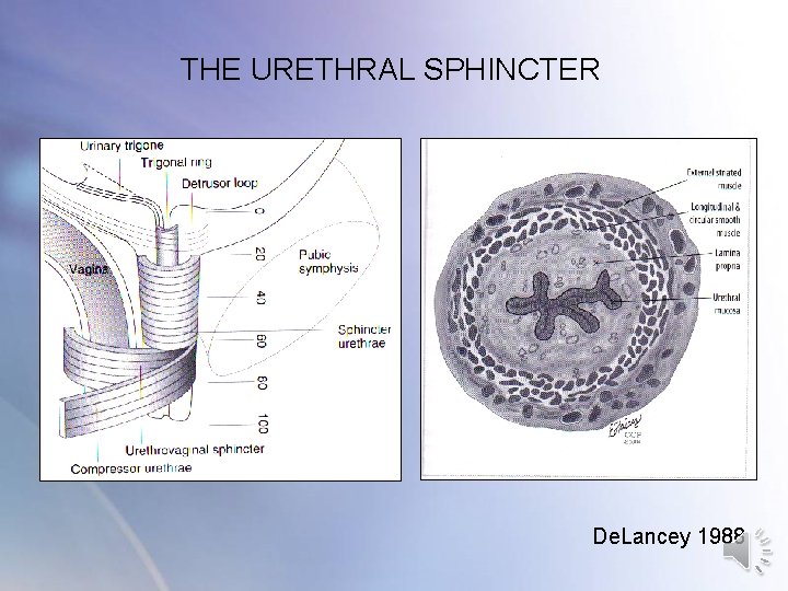 THE URETHRAL SPHINCTER De. Lancey 1988 THE URETHRAL SPHINCTER De. Lancey 1988