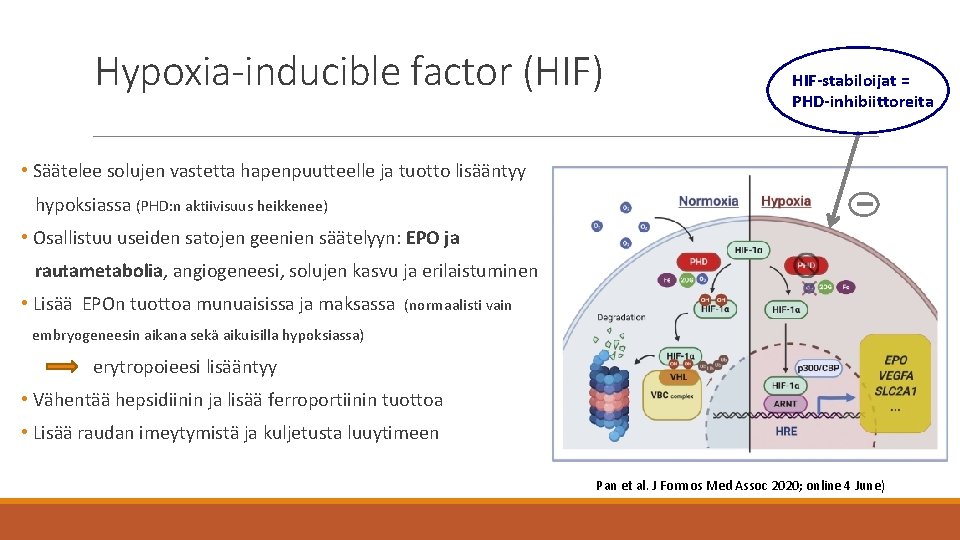 Hypoxia-inducible factor (HIF) HIF-stabiloijat = PHD-inhibiittoreita • Säätelee solujen vastetta hapenpuutteelle ja tuotto lisääntyy