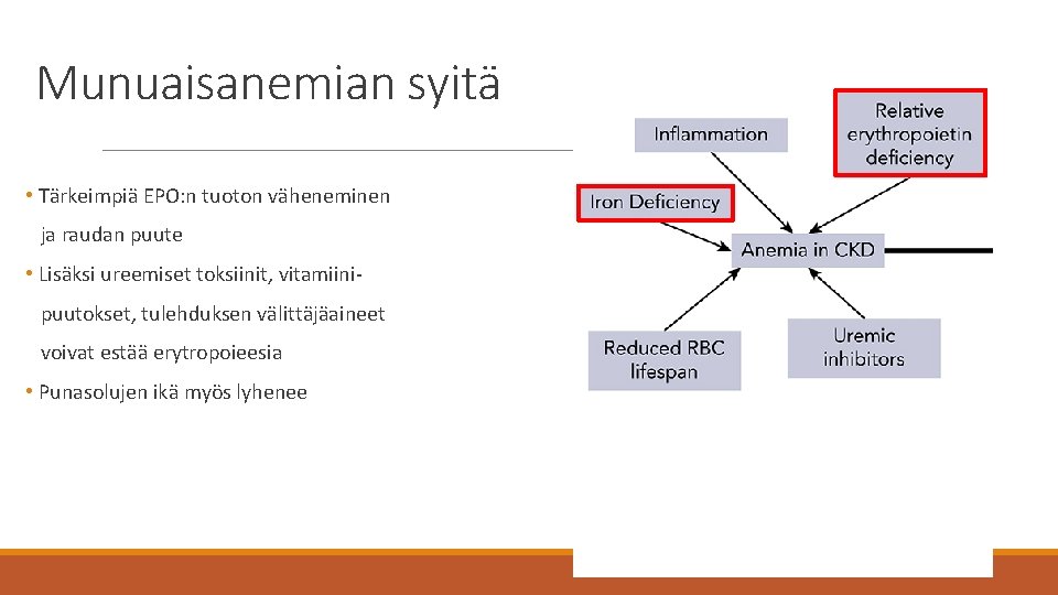 Munuaisanemian syitä • Tärkeimpiä EPO: n tuoton väheneminen ja raudan puute • Lisäksi ureemiset