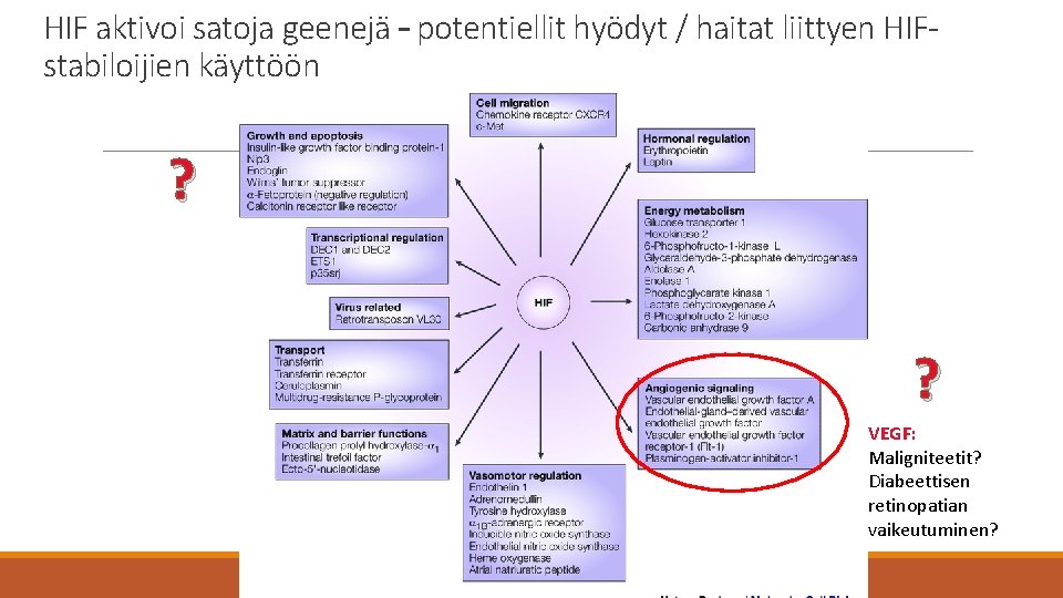 HIF aktivoi satoja geenejä – potentiellit hyödyt / haitat liittyen HIFstabiloijien käyttöön ? ?