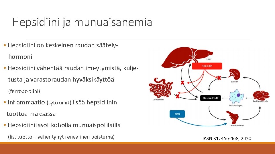 Hepsidiini ja munuaisanemia • Hepsidiini on keskeinen raudan säätelyhormoni • Hepsidiini vähentää raudan imeytymistä,