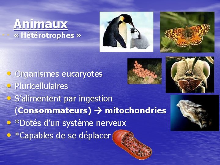 Animaux « Hétérotrophes » Organismes eucaryotes Pluricellulaires S’alimentent par ingestion (Consommateurs) mitochondries *Dotés d’un