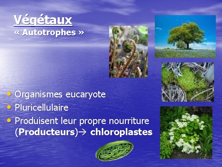 Végétaux « Autotrophes » • Organismes eucaryote • Pluricellulaire • Produisent leur propre nourriture