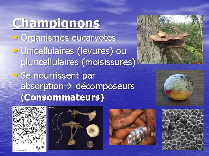 Champignons • Organismes eucaryotes • Unicellulaires (levures) ou pluricellulaires (moisissures) • Se nourrissent par