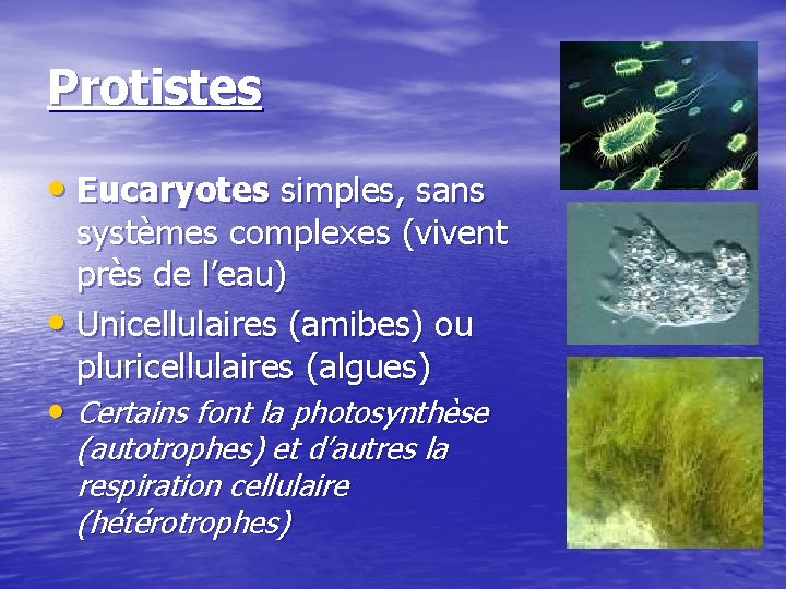 Protistes • Eucaryotes simples, sans systèmes complexes (vivent près de l’eau) • Unicellulaires (amibes)