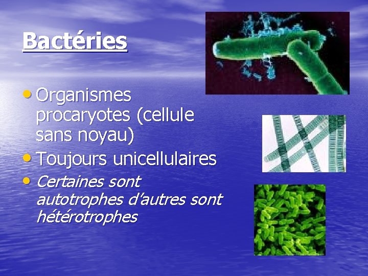 Bactéries • Organismes procaryotes (cellule sans noyau) • Toujours unicellulaires • Certaines sont autotrophes