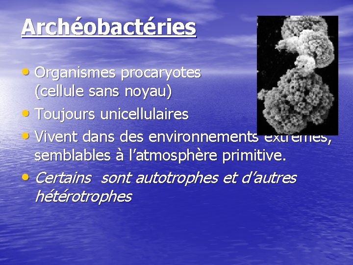 Archéobactéries • Organismes procaryotes (cellule sans noyau) • Toujours unicellulaires • Vivent dans des