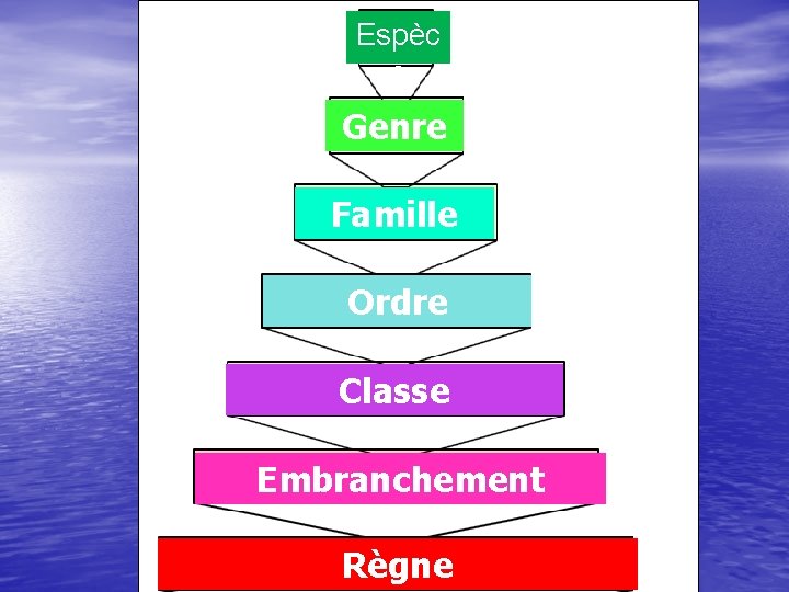 Espèc e Genre Famille Ordre Classe Embranchement Règne 