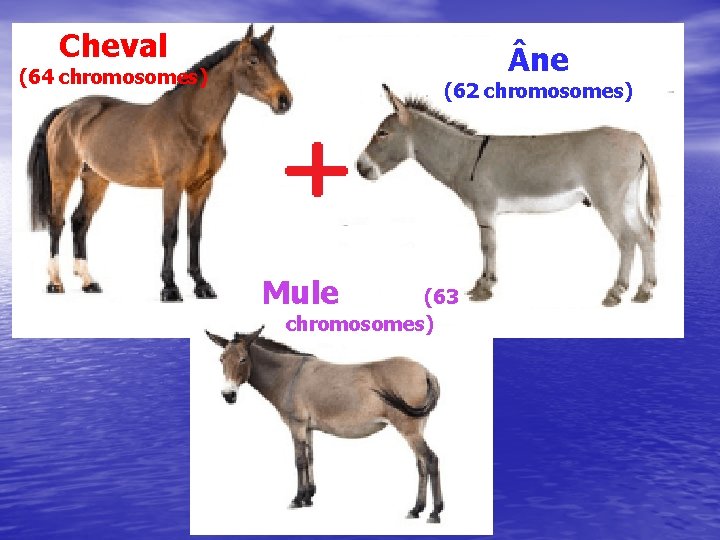 Cheval ne (64 chromosomes) (62 chromosomes) Mule (63 chromosomes) 