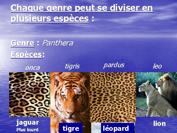 Chaque genre peut se diviser en plusieurs espèces : Genre : Panthera Espèces: onca