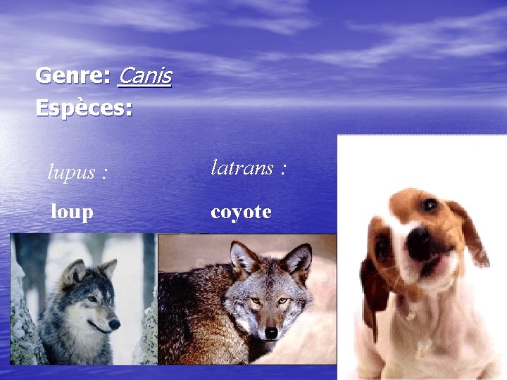 Genre: Canis Espèces: lupus : loup latrans : coyote familiaris : 