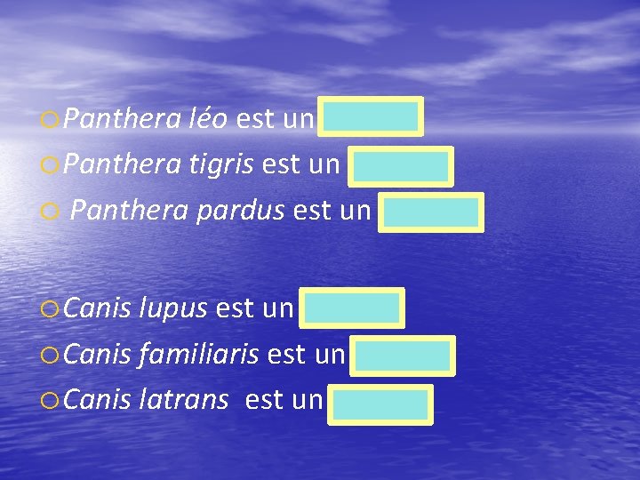 o. Panthera léo est un lion o. Panthera tigris est un tigre et o