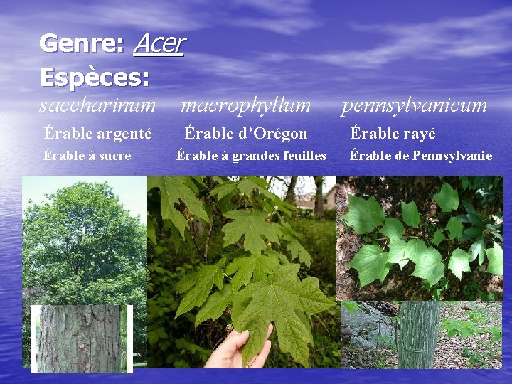 Genre: Acer Espèces: saccharinum macrophyllum Érable argenté Érable d’Orégon Érable à sucre Érable à