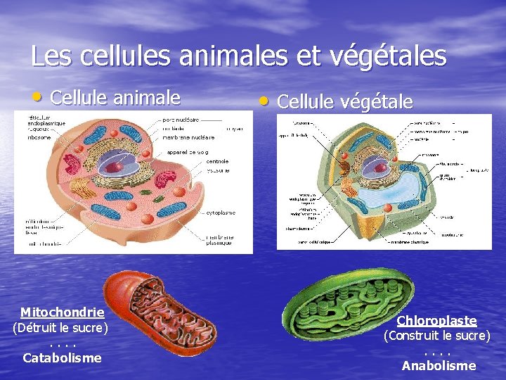 Les cellules animales et végétales • Cellule animale Mitochondrie (Détruit le sucre) . .