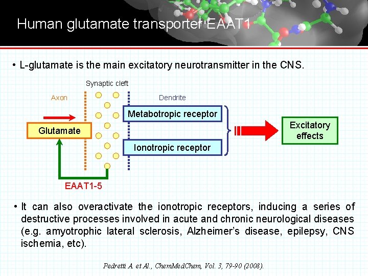 Human glutamate transporter EAAT 1 • L-glutamate is the main excitatory neurotransmitter in the