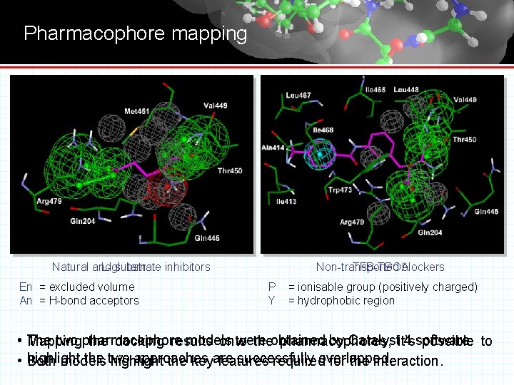 Pharmacophore mapping Natural and L-glutamate substrate inhibitors En = excluded volume An = H-bond