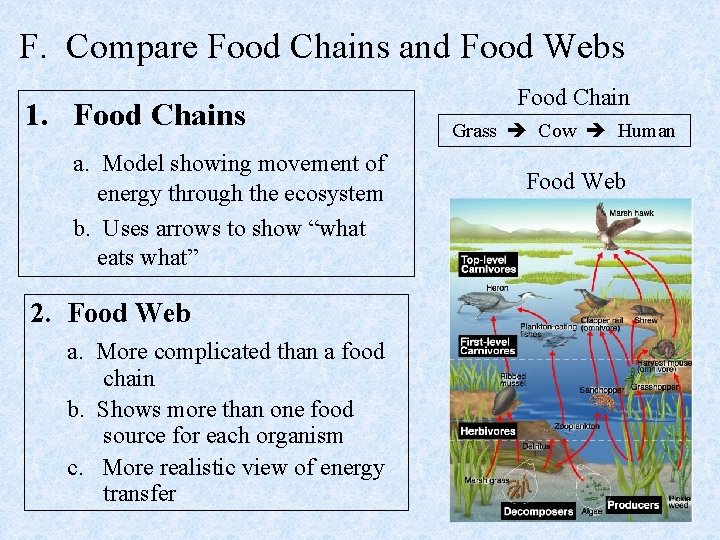F. Compare Food Chains and Food Webs 1. Food Chains a. Model showing movement