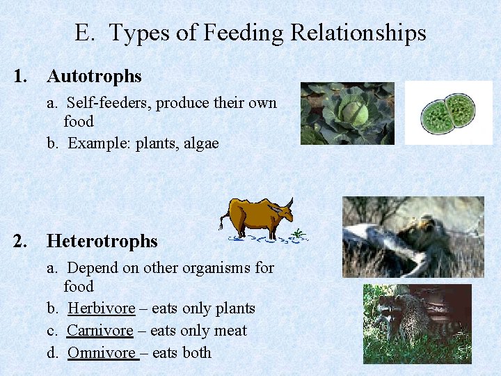E. Types of Feeding Relationships 1. Autotrophs a. Self-feeders, produce their own food b.