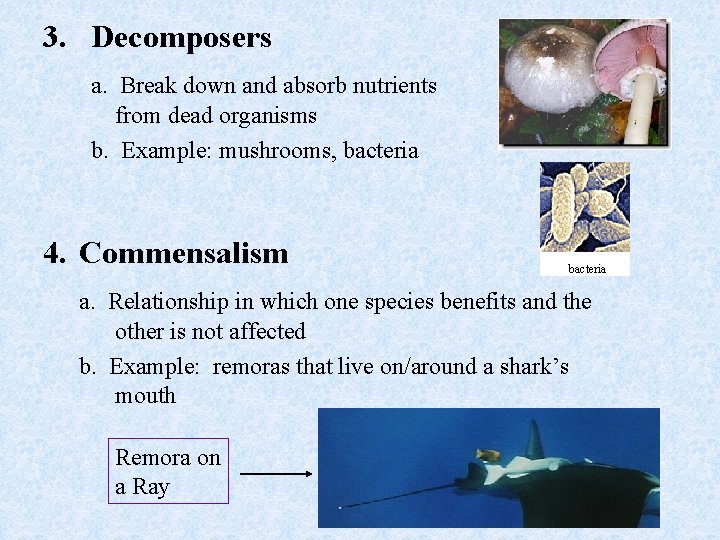 3. Decomposers a. Break down and absorb nutrients from dead organisms b. Example: mushrooms,