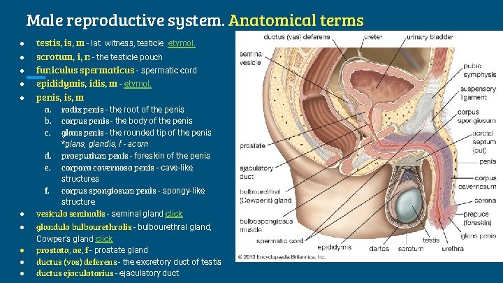 Male reproductive system. Anatomical terms ● ● ● testis, m - lat. witness, testicle