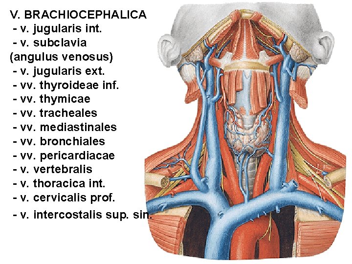 V. BRACHIOCEPHALICA - v. jugularis int. - v. subclavia (angulus venosus) - v. jugularis