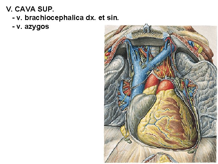 V. CAVA SUP. - v. brachiocephalica dx. et sin. - v. azygos 