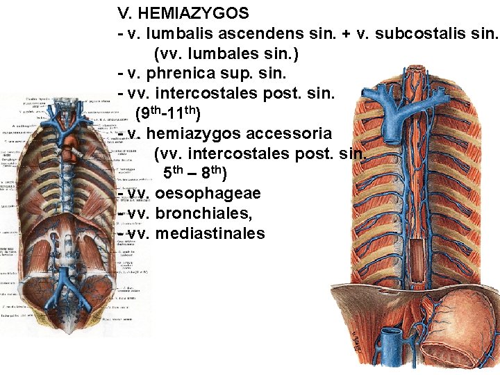 V. HEMIAZYGOS - v. lumbalis ascendens sin. + v. subcostalis sin. (vv. lumbales sin.