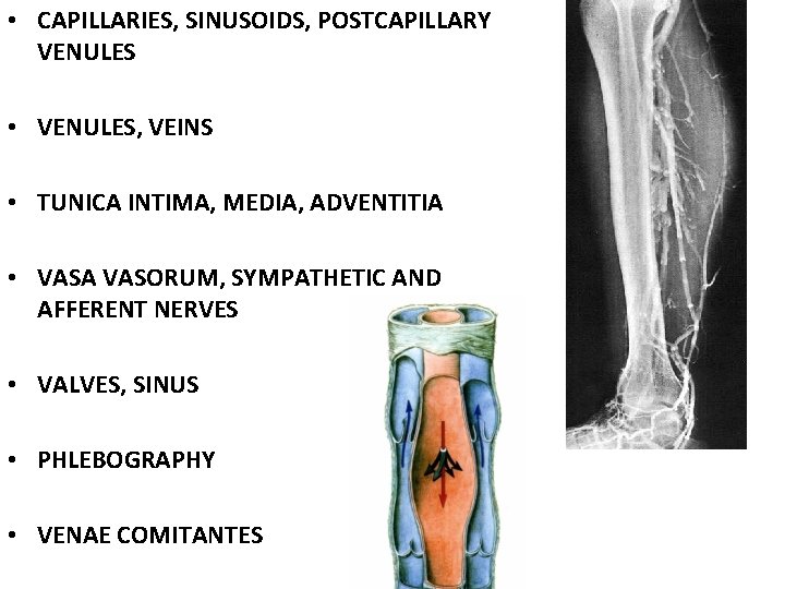  • CAPILLARIES, SINUSOIDS, POSTCAPILLARY VENULES • VENULES, VEINS • TUNICA INTIMA, MEDIA, ADVENTITIA