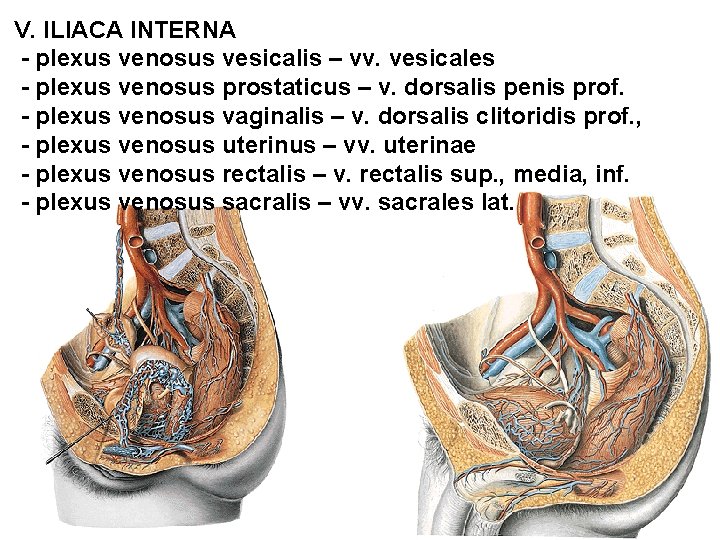 V. ILIACA INTERNA - plexus venosus vesicalis – vv. vesicales - plexus venosus prostaticus