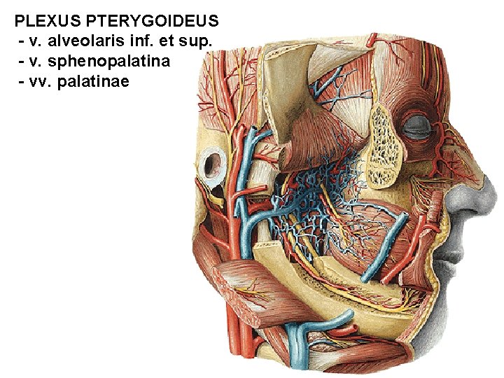 PLEXUS PTERYGOIDEUS - v. alveolaris inf. et sup. - v. sphenopalatina - vv. palatinae