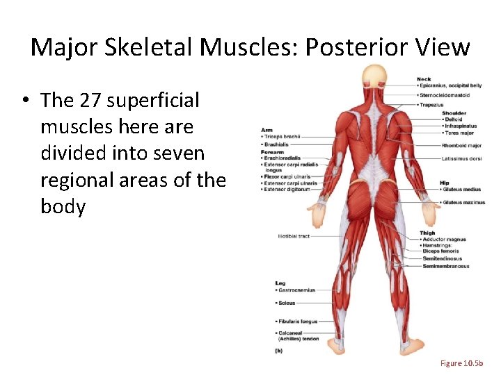 Major Skeletal Muscles: Posterior View • The 27 superficial muscles here are divided into