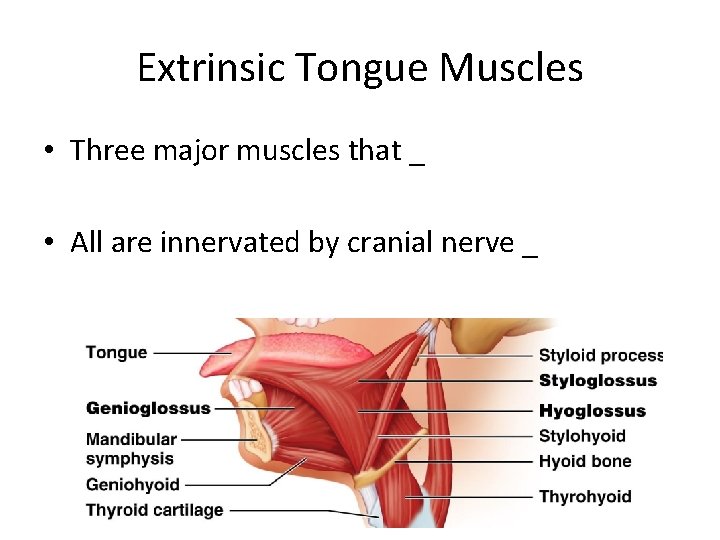 Extrinsic Tongue Muscles • Three major muscles that _ • All are innervated by