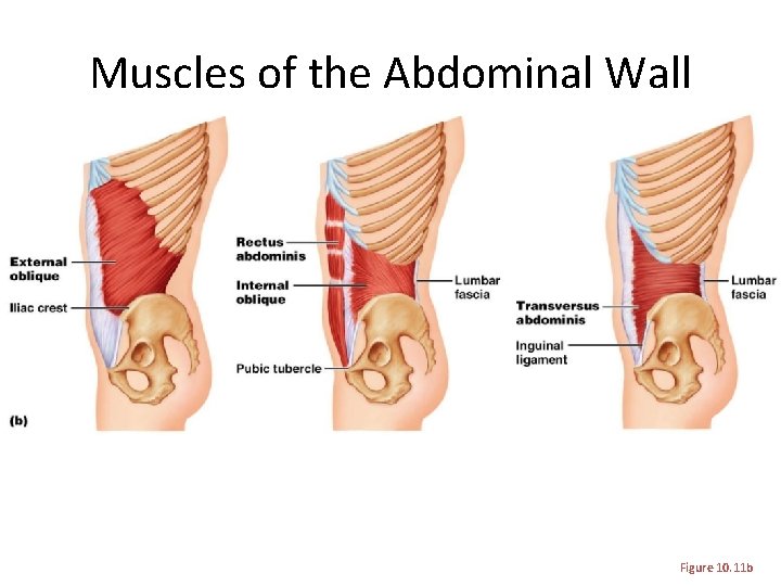 Muscles of the Abdominal Wall Figure 10. 11 b 