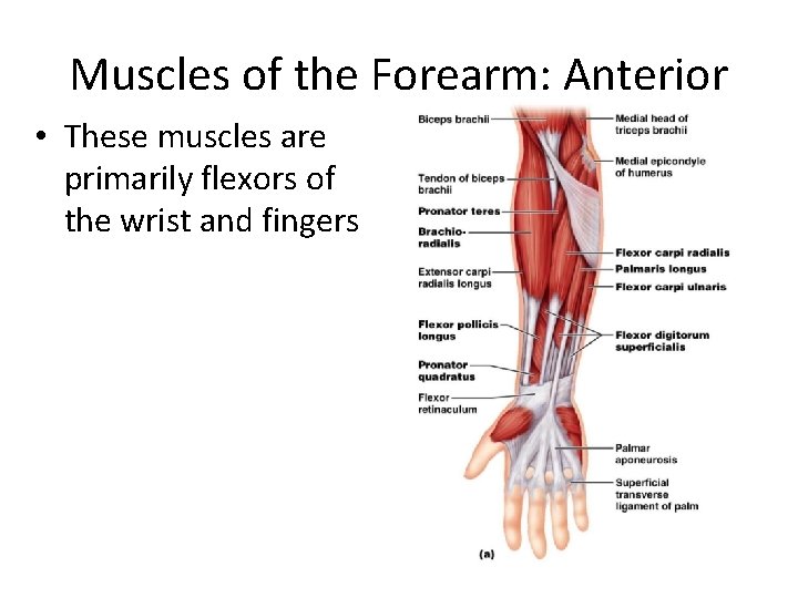 Muscles of the Forearm: Anterior • These muscles are primarily flexors of the wrist