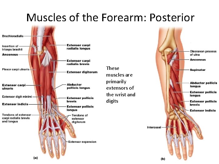 Muscles of the Forearm: Posterior These muscles are primarily extensors of the wrist and