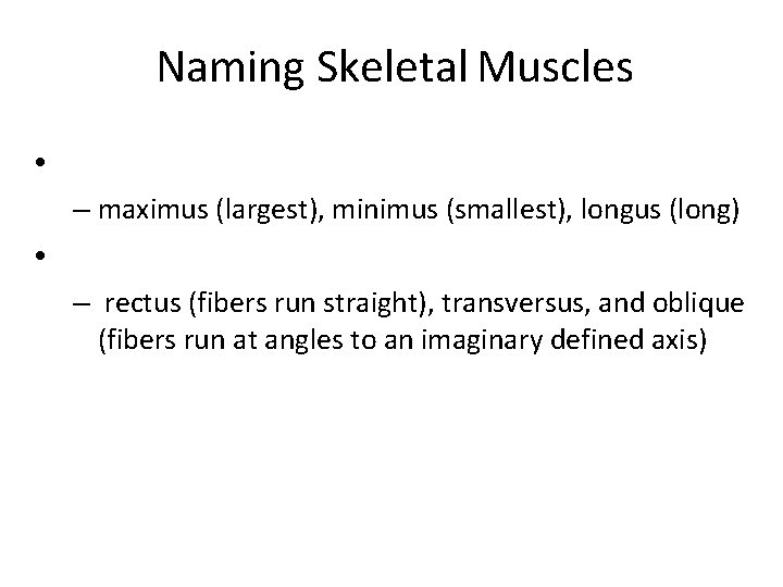 Naming Skeletal Muscles • – maximus (largest), minimus (smallest), longus (long) • – rectus