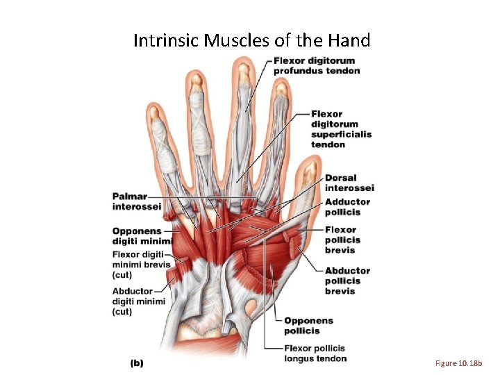 Intrinsic Muscles of the Hand Figure 10. 18 b 