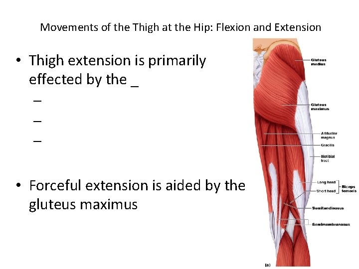 Movements of the Thigh at the Hip: Flexion and Extension • Thigh extension is