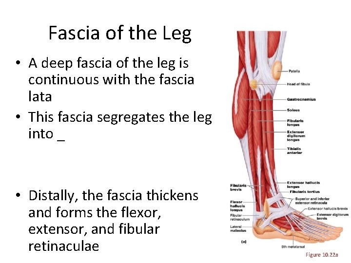 Fascia of the Leg • A deep fascia of the leg is continuous with