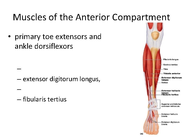 Muscles of the Anterior Compartment • primary toe extensors and ankle dorsiflexors – –
