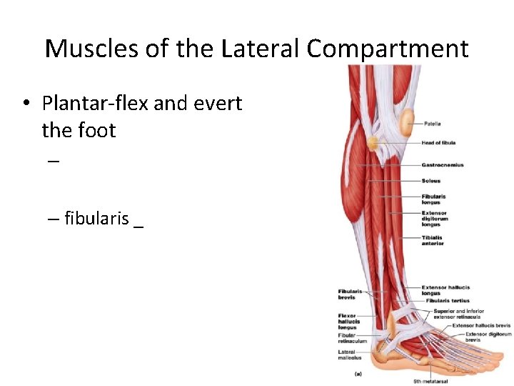 Muscles of the Lateral Compartment • Plantar-flex and evert the foot – – fibularis