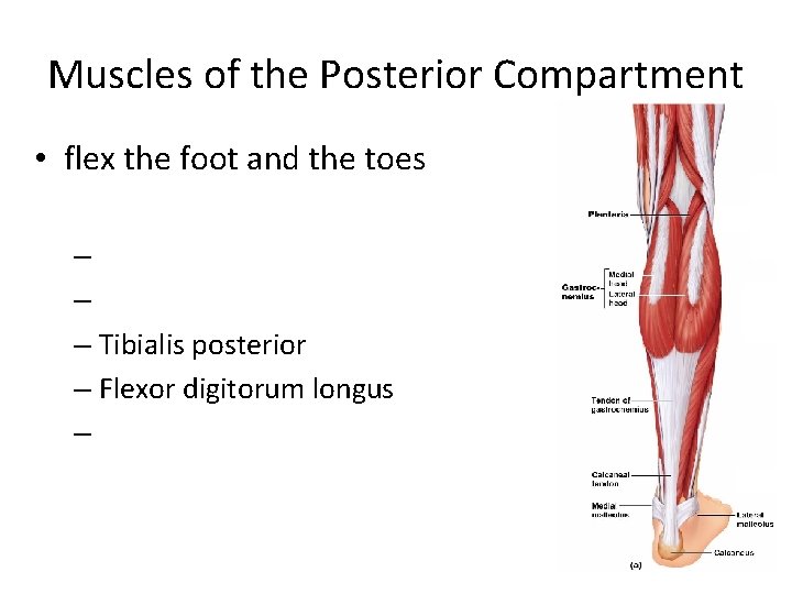 Muscles of the Posterior Compartment • flex the foot and the toes – –