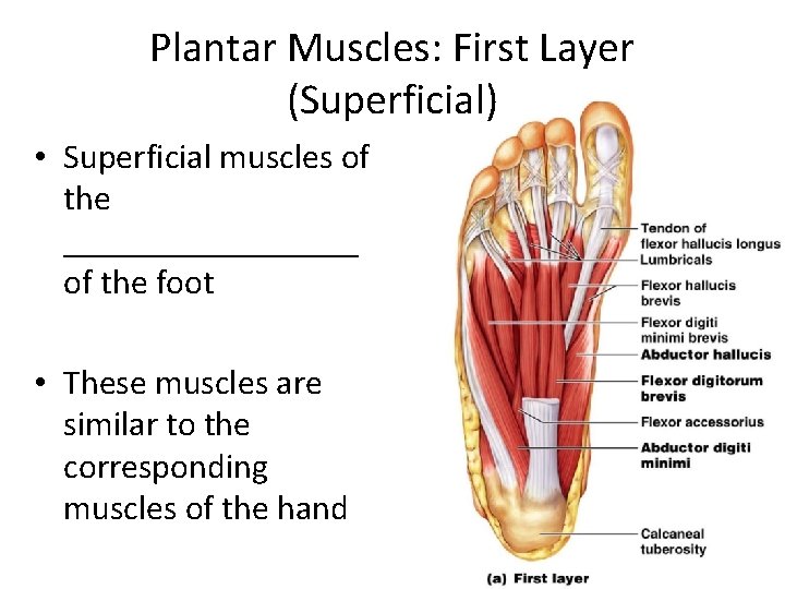 Plantar Muscles: First Layer (Superficial) • Superficial muscles of the _________ of the foot