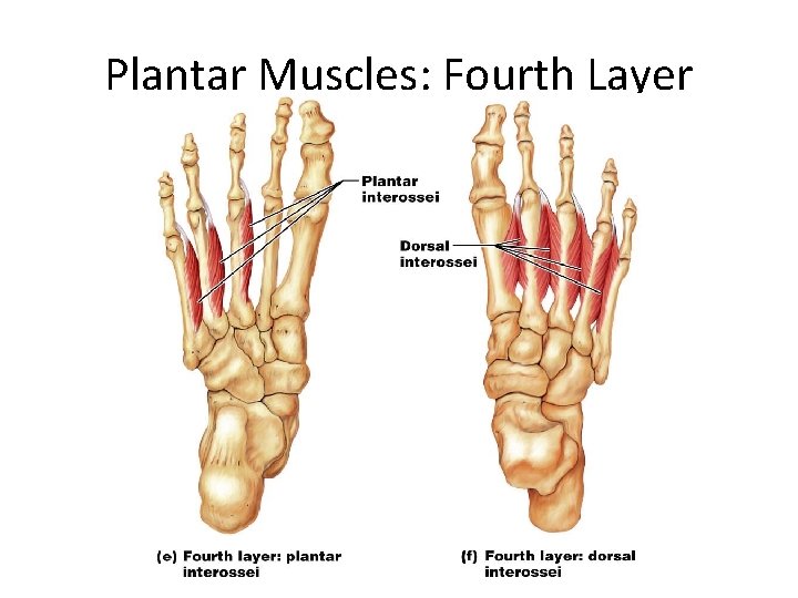 Plantar Muscles: Fourth Layer 