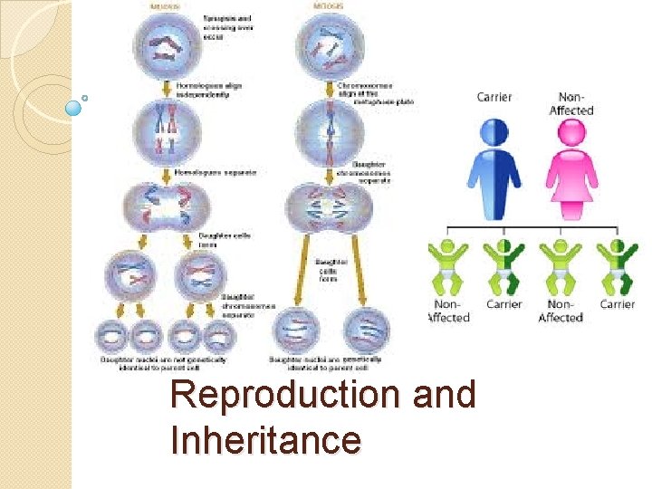 Reproduction and Inheritance 