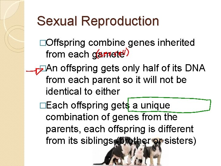 Sexual Reproduction �Offspring combine genes inherited from each gamete �An offspring gets only half
