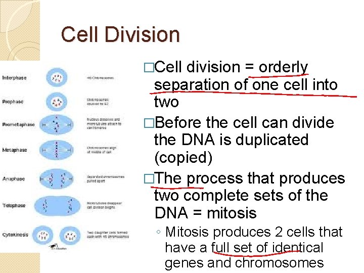 Cell Division �Cell division = orderly separation of one cell into two �Before the